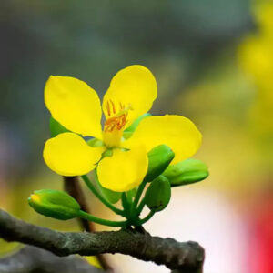cassia-flora2